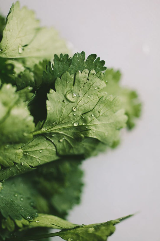 Coriander