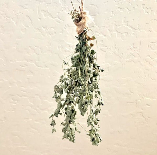 Oregano